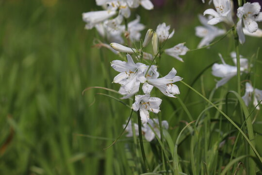 White flowers of St Bruno's Lily (Paradisea liliastrum) in summer garden