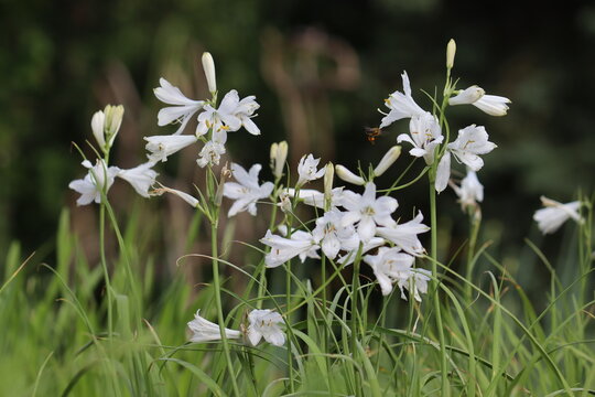White flowers of St Bruno's Lily (Paradisea liliastrum) in summer garden