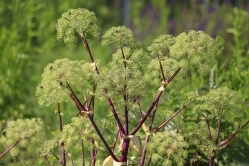 Flowering Garden angelica (Angelica archangelica) plant in summer garden