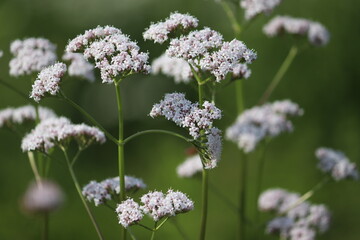 Flowering common valerian (Valeriana officinalis) plants in summer garden
