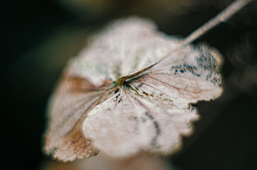 photo of a dry plant leaf on a soft blurred green background