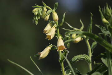 Flowering large yellow foxglove (Digitalis grandiflora) plant in summer garden