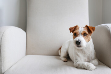 Jack russell terrier lying on the armchair. Copy space, background.