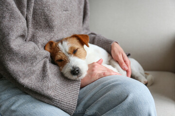 Jack russell terrier sleeping on woman's lap. Copy space, background.