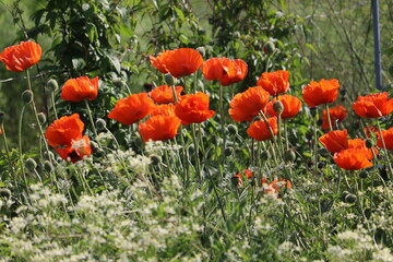 Red flowers of Oriental poppy (Papaver orientale) in summer garden