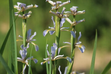 Purple flowers of Iris halophila (syn. Iris spuria subsp. halophila) in summer garden