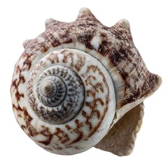 seashell isolated on white background