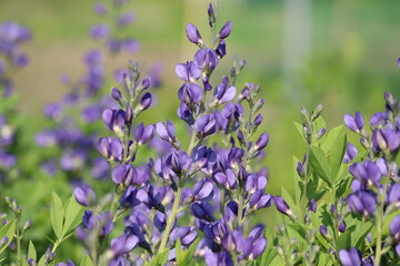 Flowers of blue wild indigo plant (Baptisia australis) in summer garden