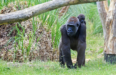 Mother Western Lowland Gorilla carrying her small cute baby on her back and walking on lush green grass