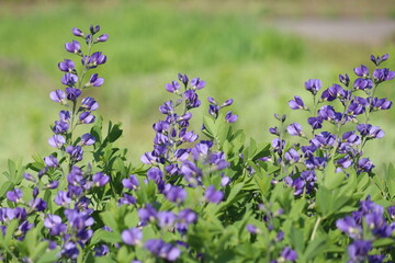 Flowers of blue wild indigo plant (Baptisia australis) in summer garden