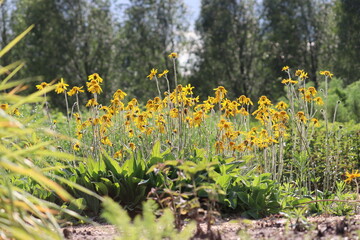 Yellow flowers of mountain arnica (Arnica montana) in summer garden