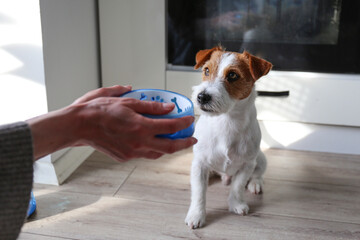 Young woman feeding her dog. Copy space, background.