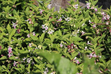 Flowering Bastard balm (Melittis melissophyllum) in summer garden