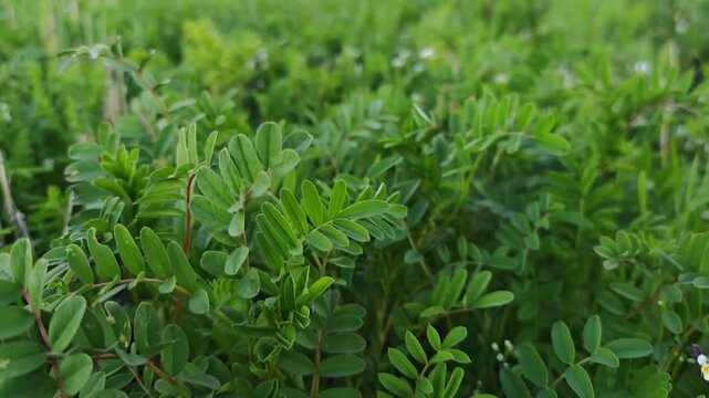 Astragalus plant growing vigorously among verdant grass and wildflowers in sunlit natural meadow landscape during summer season