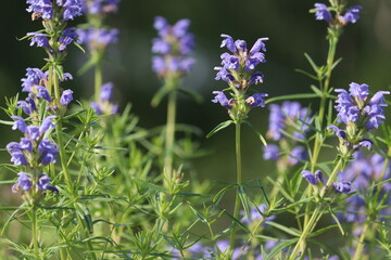 Fototapeta premium Blue flowers of Hyssop-leaved Dragonhead (Dracocephalum ruyschiana) plant in summer garden