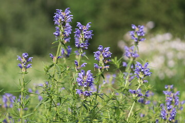 Blue flowers of Hyssop-leaved Dragonhead (Dracocephalum ruyschiana) plant in summer garden