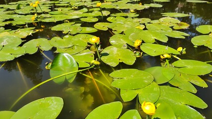 water lilies in the pond on the water lily leaf