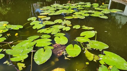 frog in the pond on the water lily leaf