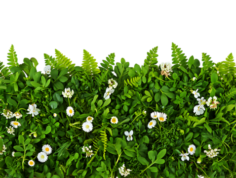 Vibrant Spring Meadow Lush Greenery and Delicate White Flowers