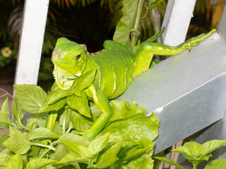 iguana