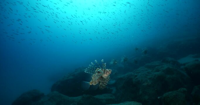 lionfish group hunting silversides underwater ocean behaviour scenery