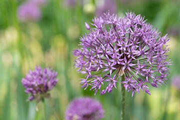 Close-up of a purple flower of ornamental leek growing in a field. In the background you can see other flowers shining on the green meadow.