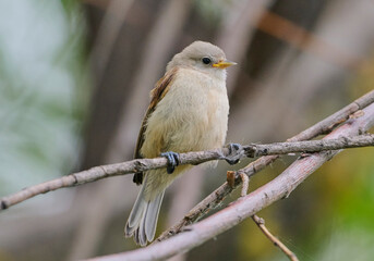 Remez is sitting on a tree branch.