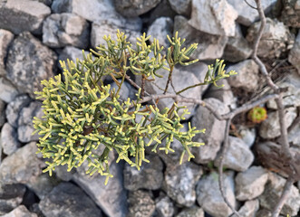 a juniper branch on the ground on stony ground