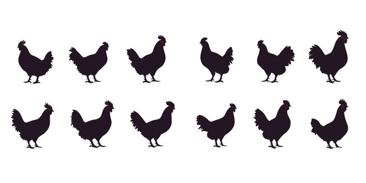 Solid black shadow silhouette icon set of various chicken positions in a minimalist design for graphic use