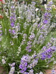 bunch of lavender