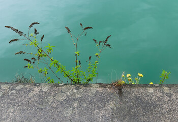 stems of wild plants between a stone wall and the sea