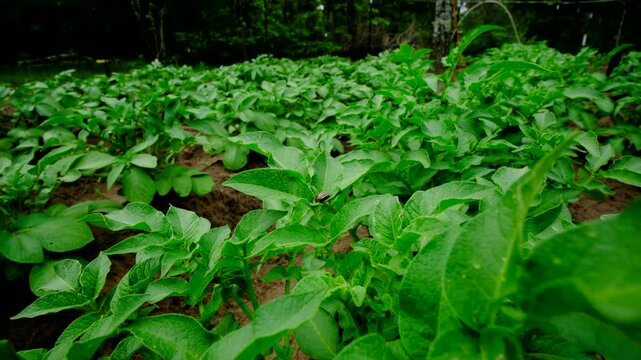 Close up of invasive beetle positioned on top of young potato plant ready to chew its leaves while moving camera away showing more vegetables growing in rows of mounds of soil rich in sand