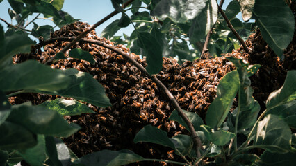 Swarm of honey bees clustered on a tree branch surrounded by green leaves. Natural scene of bee...