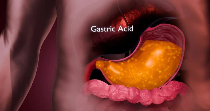 Gastric Acid Inside Human Stomach Showing Digestive Health and Medical Concept &ndash; 3D Rendering
