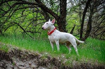 Elegant white bull terrier posing outdoors. Bright daylight, vibrant green grass, and blurred forest background. Ideal for dog magazines, pet product packaging, or vet clinic decor