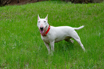 Elegant white bull terrier posing outdoors. Playful yet noble expression, capturing the breed's charming personality. Bright daylight, vibrant green grass