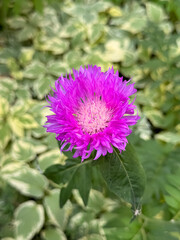 Bright Purple Cornflower Blooming with Spiky Petals in Garden