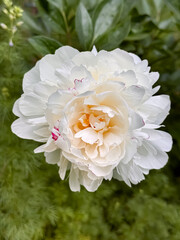 White Peony Flower Full Bloom with Pink Edges Yellow Center Garden