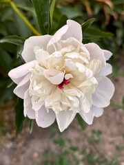 White Peony Flower Full Bloom with Pink Edges Yellow Center Garden