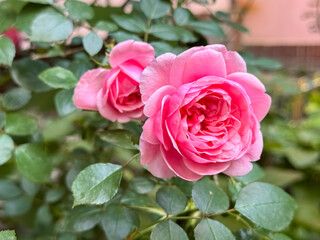 Pink Roses Blooming on Bush with Green Foliage Garden Setting