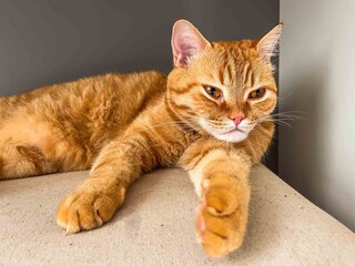 Ginger tabby cat lounging with paw extended on a neutral surface looking at the camera closely