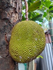 Jackfruit