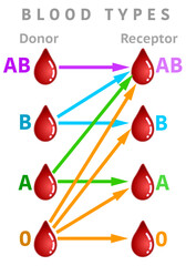 Recipient and donor blood types transfusion schema. A, AB, B, 0  rh group chart graphic, correct colorful arrows. Universal compatible recipient diagram. Vector illustration