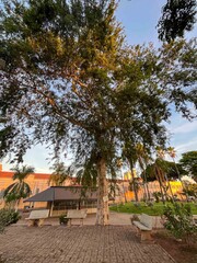 View of a large tree with benches and a brick path in a park setting during the daytime scene...