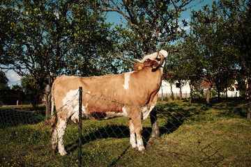 Light brown cow reaching up to a tree branch in a Serbian farm orchard in spring