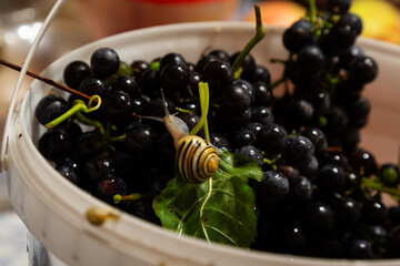 Detailed macro shot of a snail climbing through a dark grape pile, with green vine and leaf visible. Shot indoors with soft lighting.