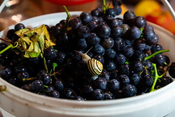 Vineyard snail with yellow striped shell on top of freshly harvested grapes in white bucket. The focus is on shell texture and grape detail in soft indoor lighting.