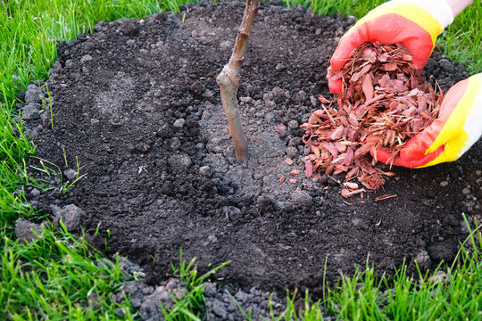 Process of planting an apple tree seedling,  gardener mulches with larch bark around  tree trunk, hands in gloves close-up.