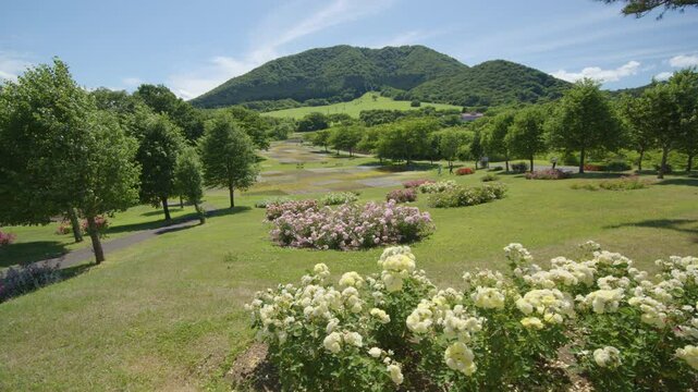 薬萊山とバラの花が咲く庭園 Yakurai Mountain and rose garden