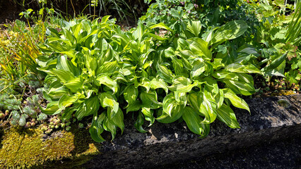 Hosta undulata, also called plantain lily and funkia, forms a dense mound of wavy variegated green leaves, thriving in shaded garden soil with moss, sedum, and geranium nearby.